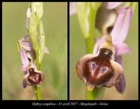 Ophrys-argolica